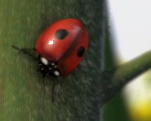 Ladybug